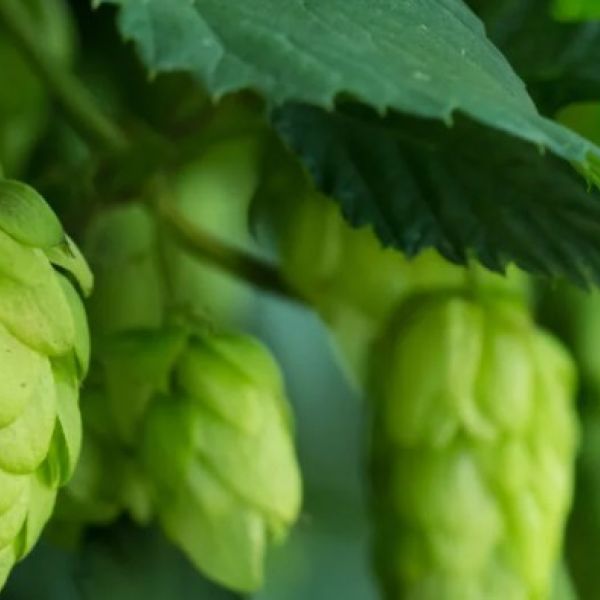Rencontres du Houblon