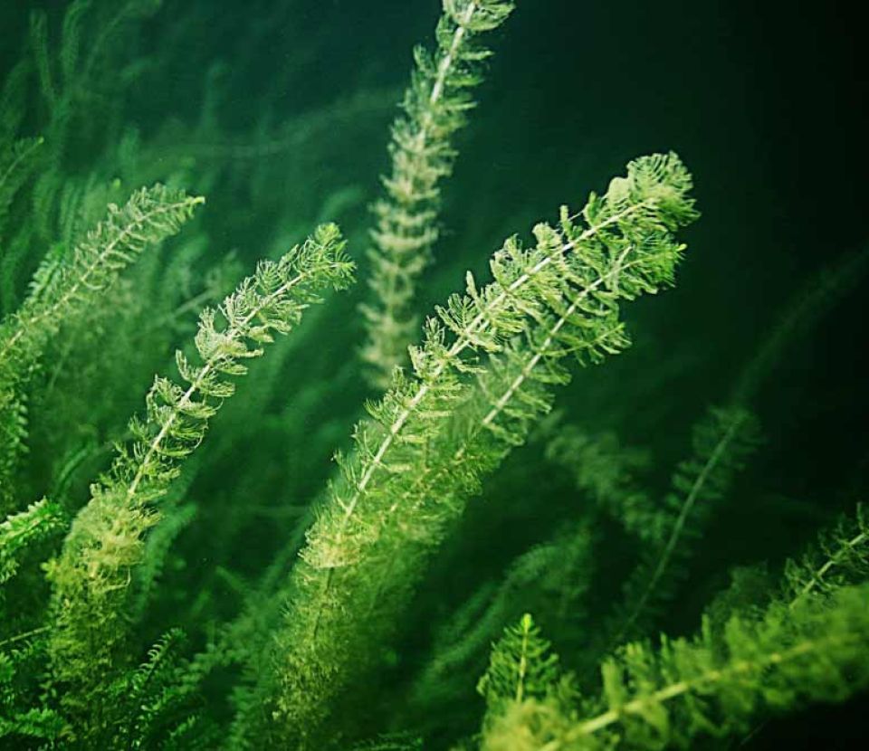 Webinaire : Les microalgues, ressources d’avenir aux multiples applications