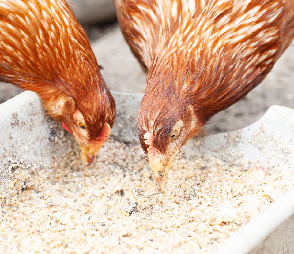 Webinaire : Digestibilité appliquée à l’alimentation animale