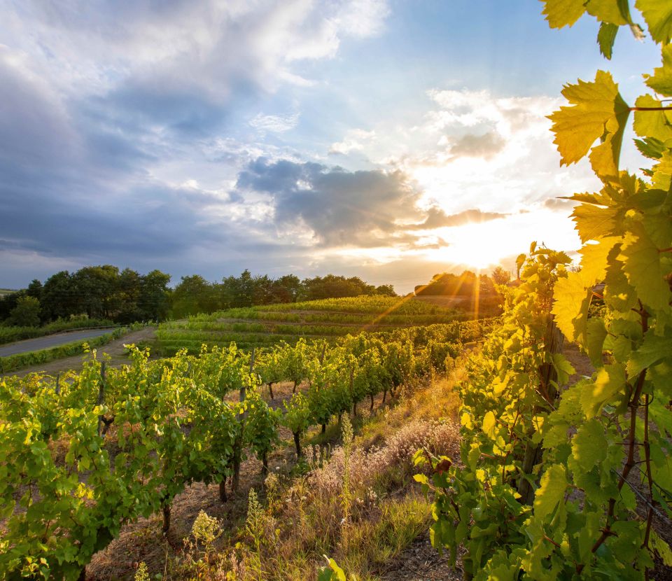 Webinaire Valorisation des co-produits de la filière viti-vinicole