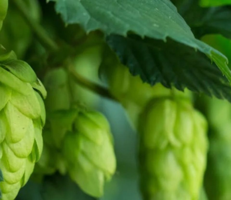 Rencontres du Houblon