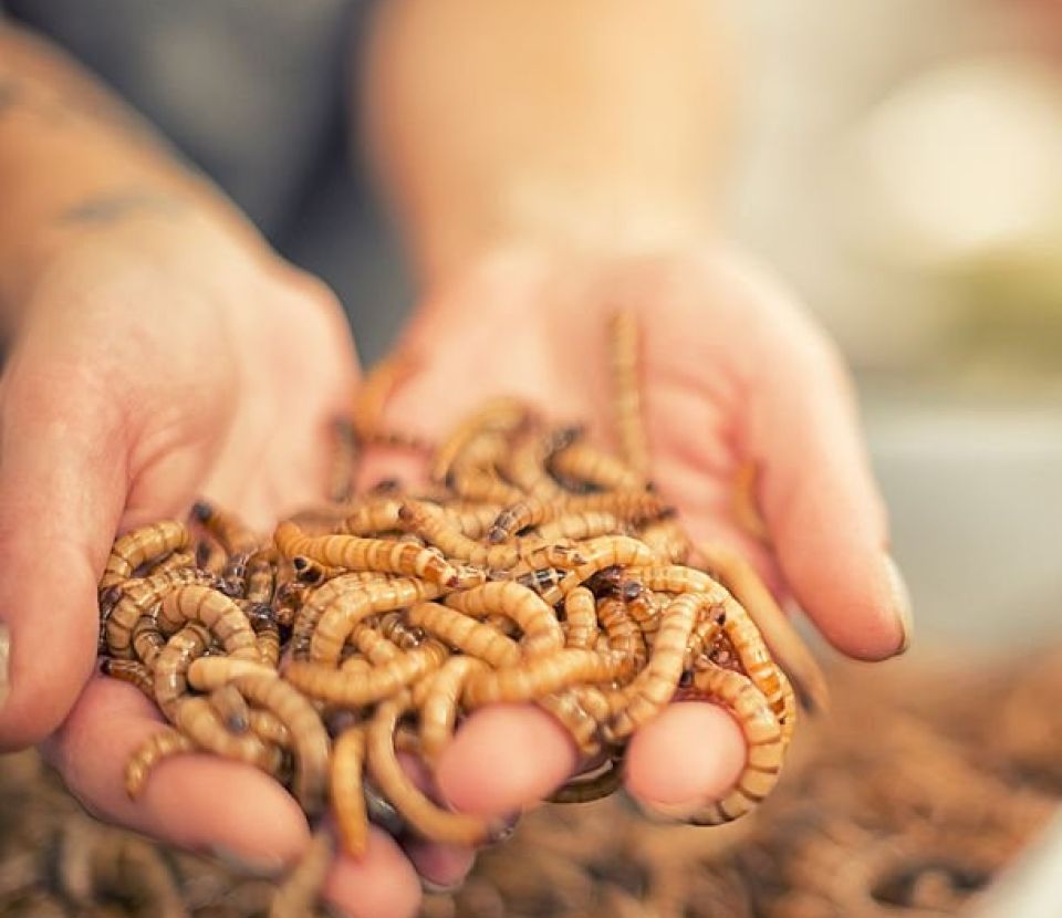 L'avenir de la filière insectes : Défis à surmonter, opportunités à saisir