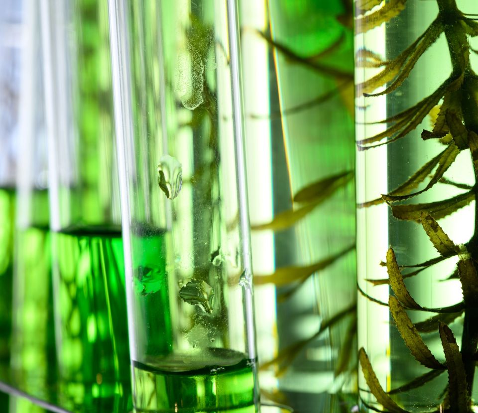 BONNES PRATIQUES SUR LA PRODUCTION ET LA DURABILITE DES MICROALGUES EN EUROPE